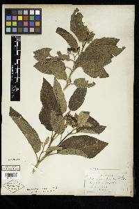 Solanum donianum image