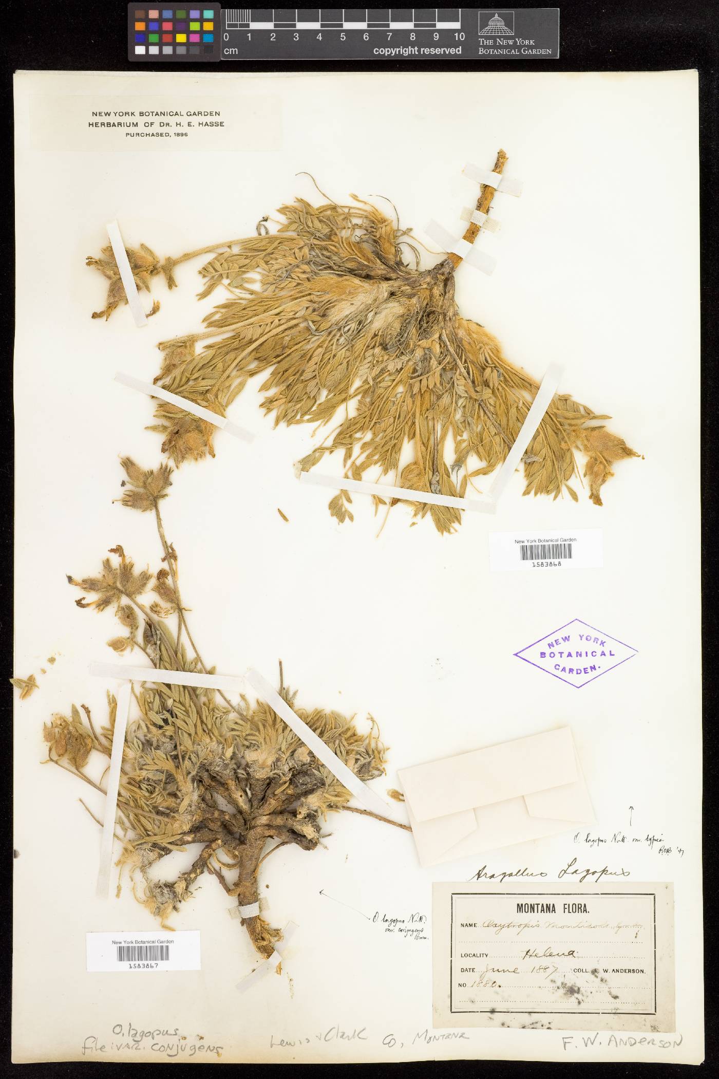 Oxytropis lagopus var. conjugans image