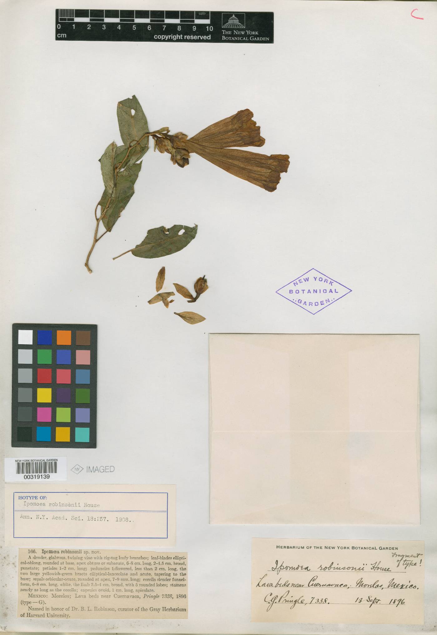 Ipomoea robinsonii image