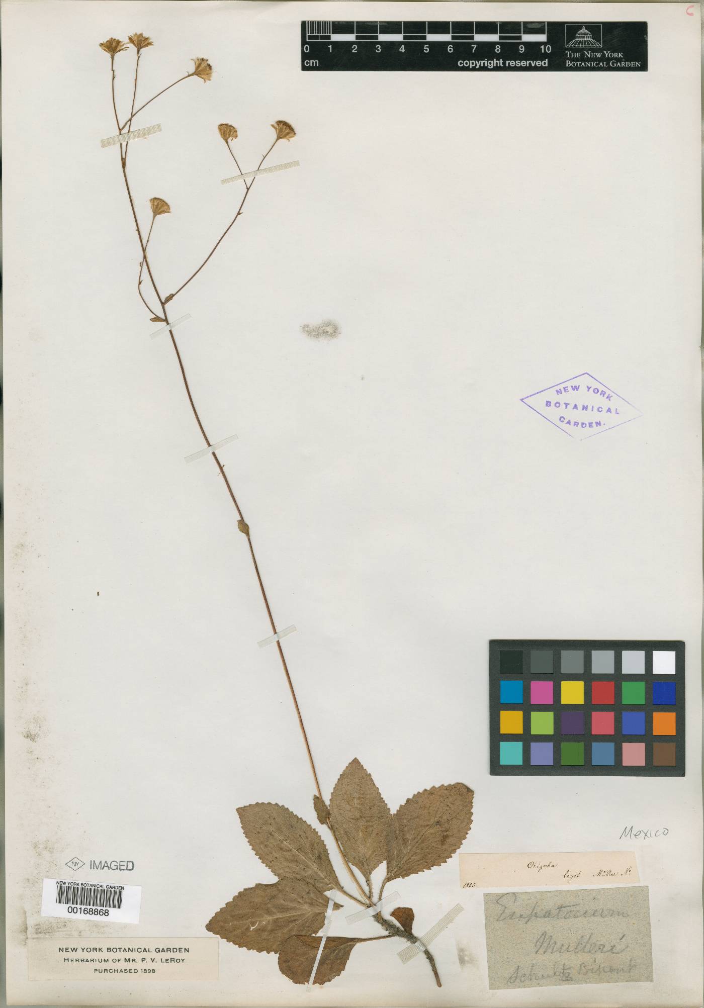 Ageratina muelleri image