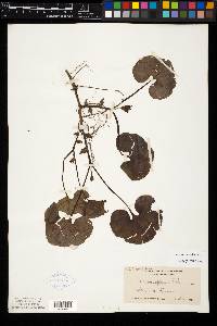 Image Associated With the Occurence