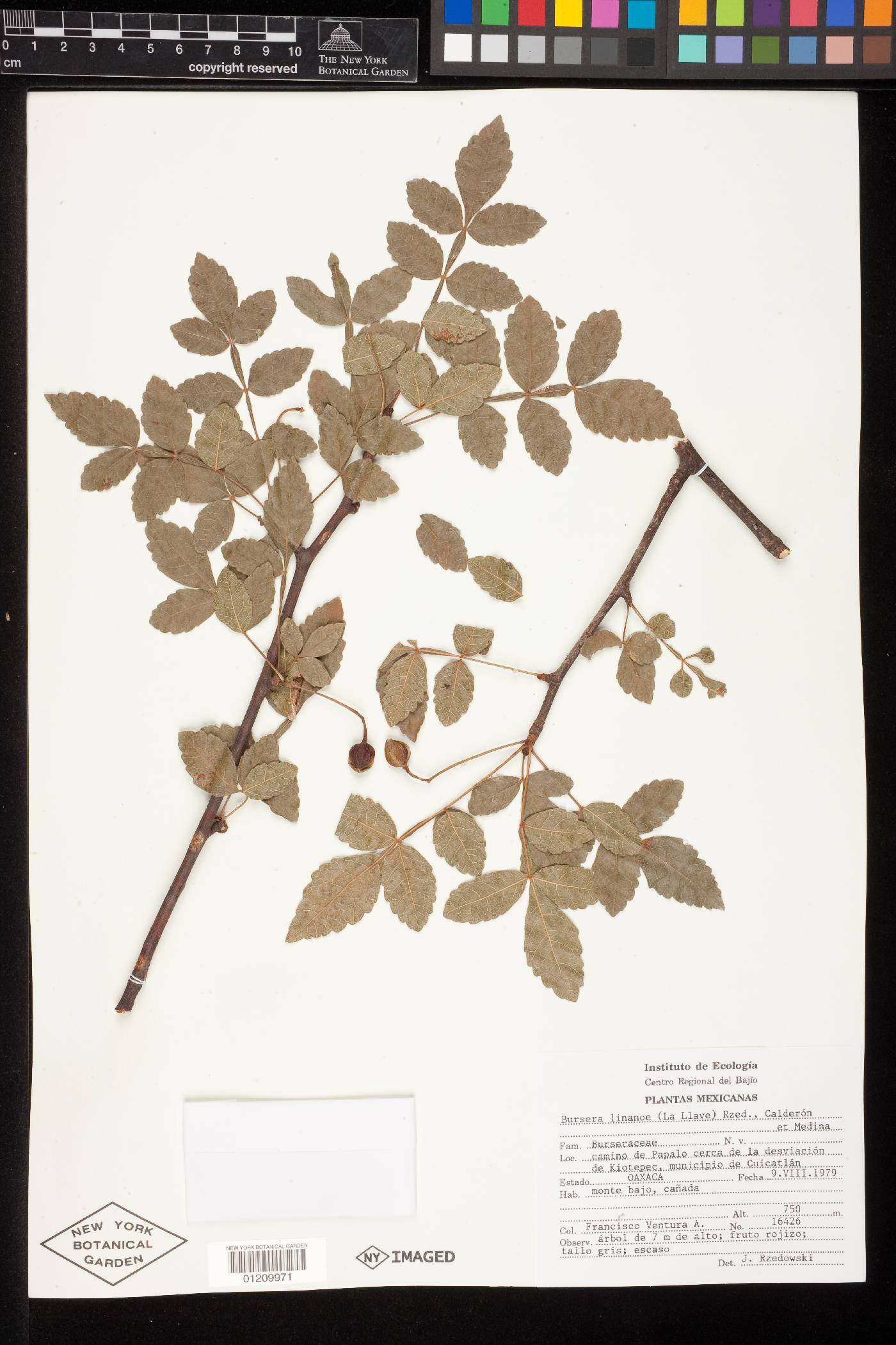 Bursera linanoe image