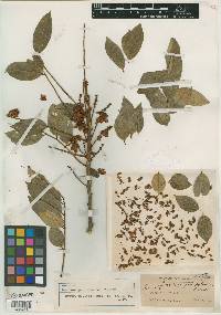 Lonchocarpus robustus image