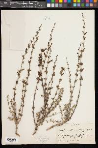 Keckiella rothrockii var. rothrockii image