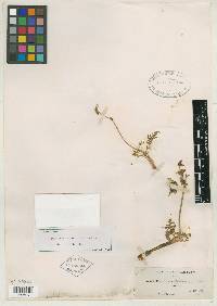 Cogswellia watsonii image