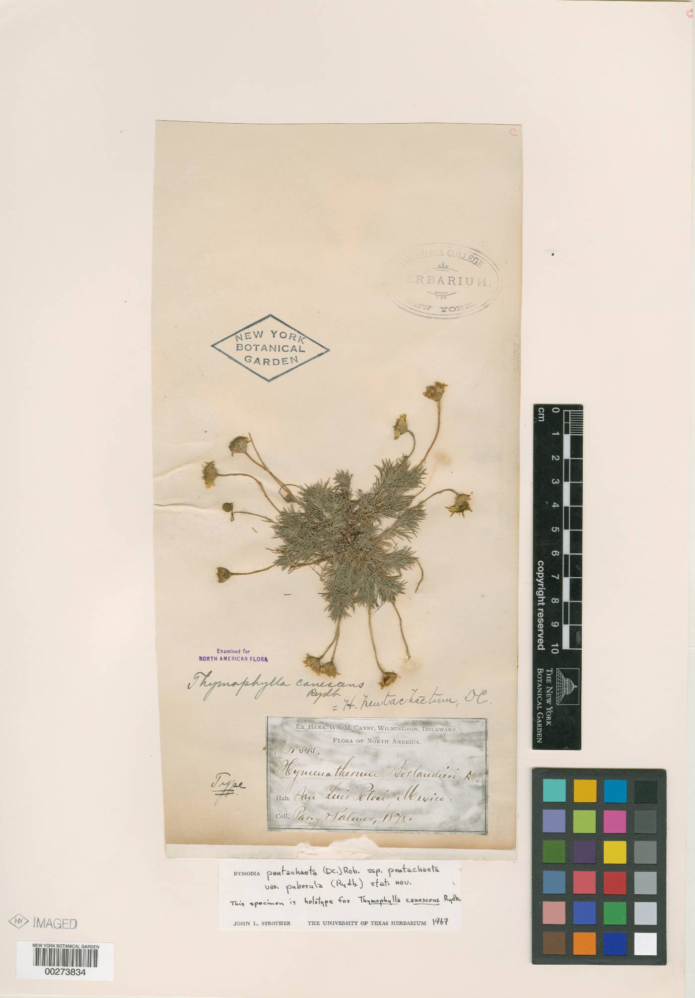 Thymophylla pentachaeta var. puberula image
