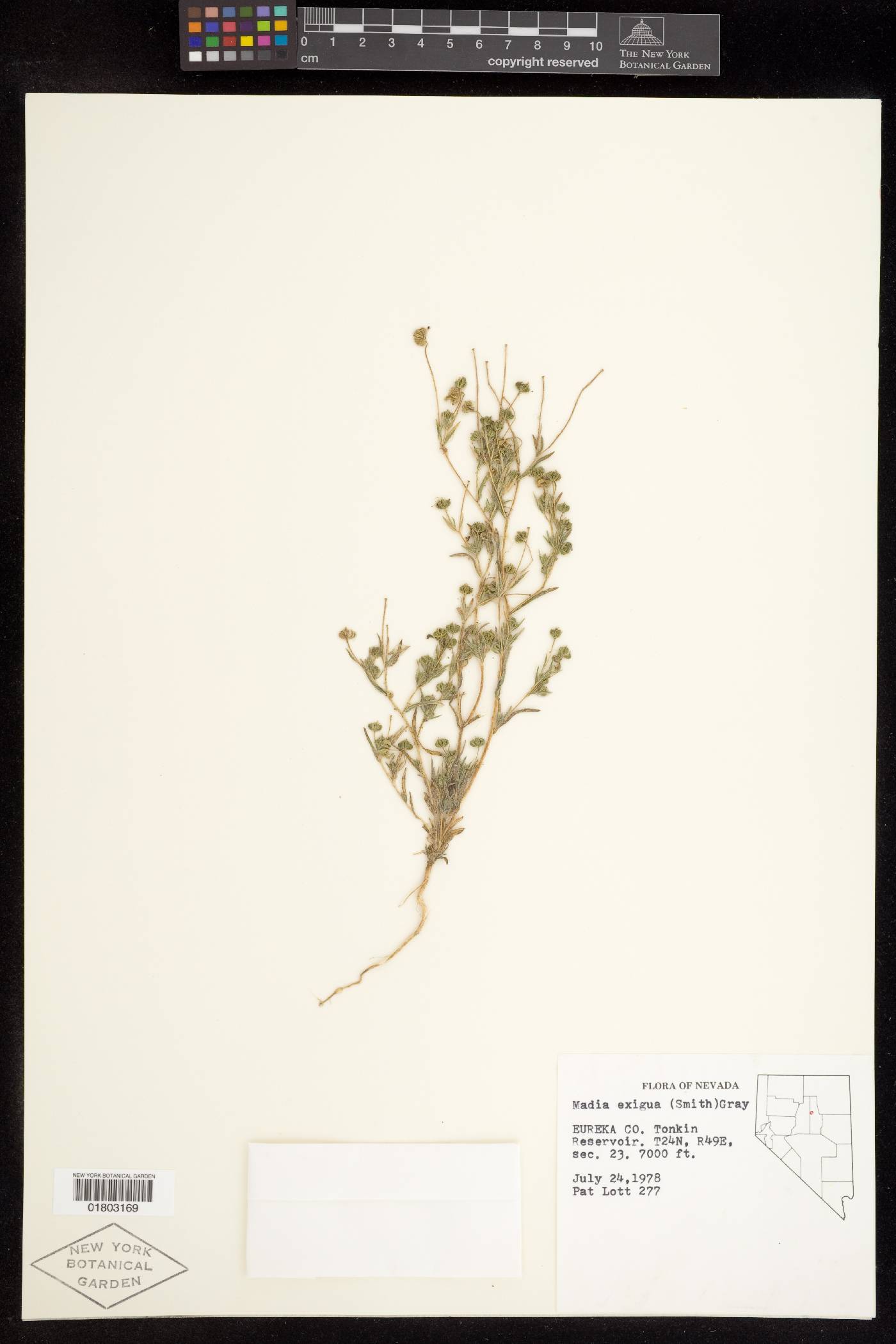 Madia exigua image