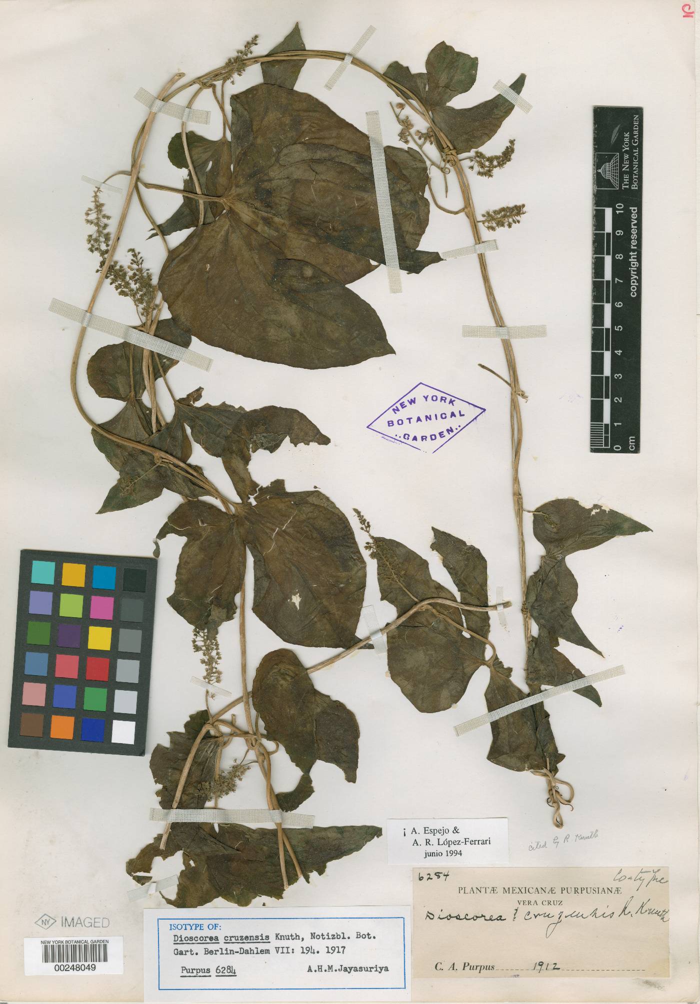 Dioscorea cruzensis image