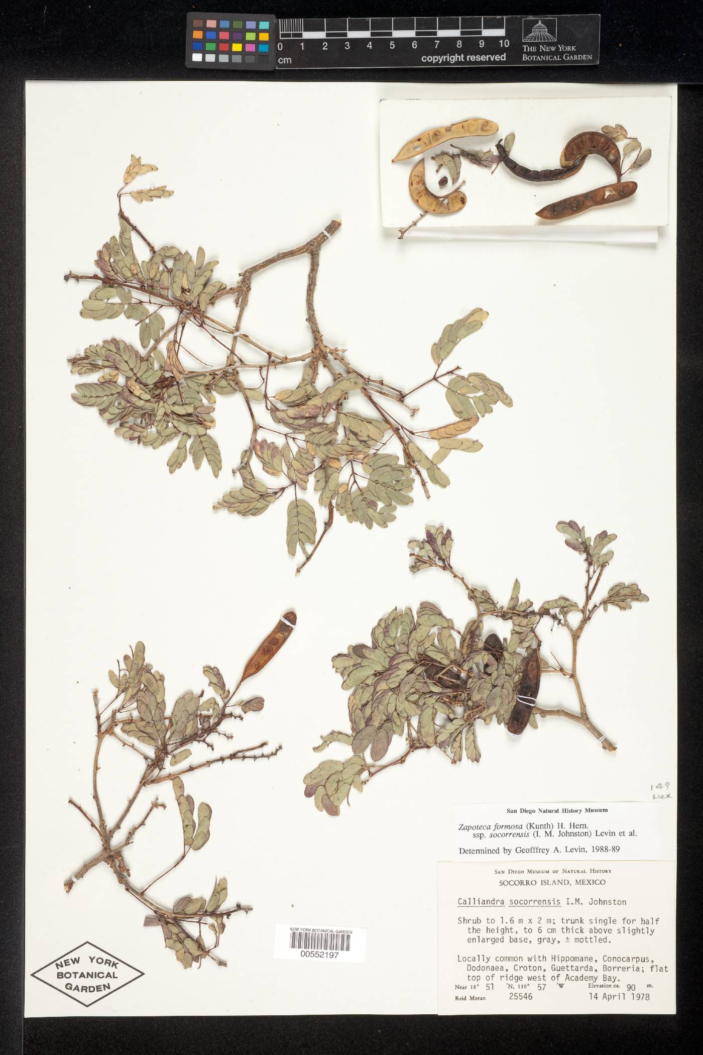 Zapoteca formosa subsp. socorrensis image