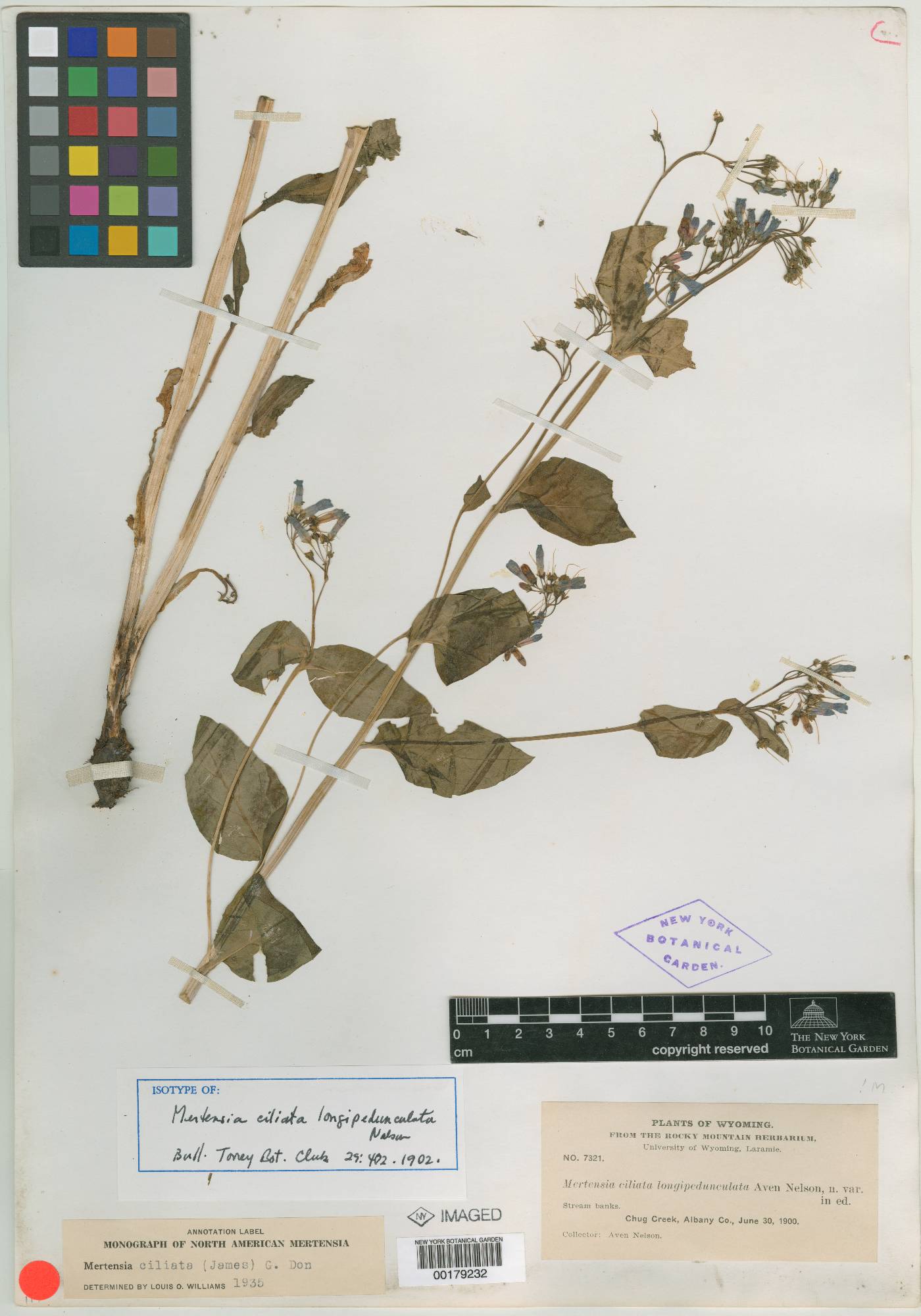 Mertensia longipedunculata image