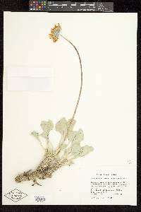 Enceliopsis nudicaulis var. nudicaulis image