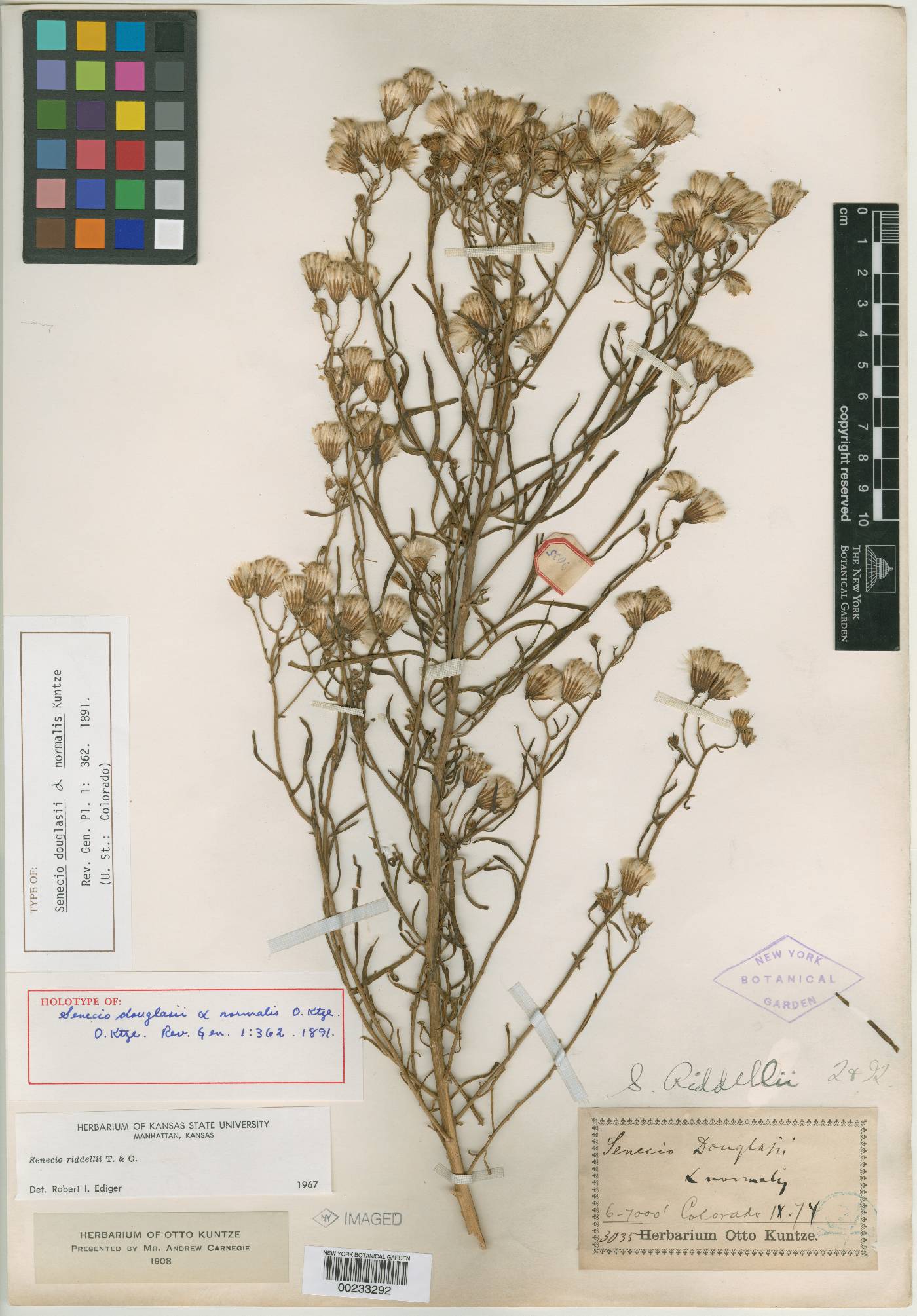 Senecio flaccidus var. douglasii image