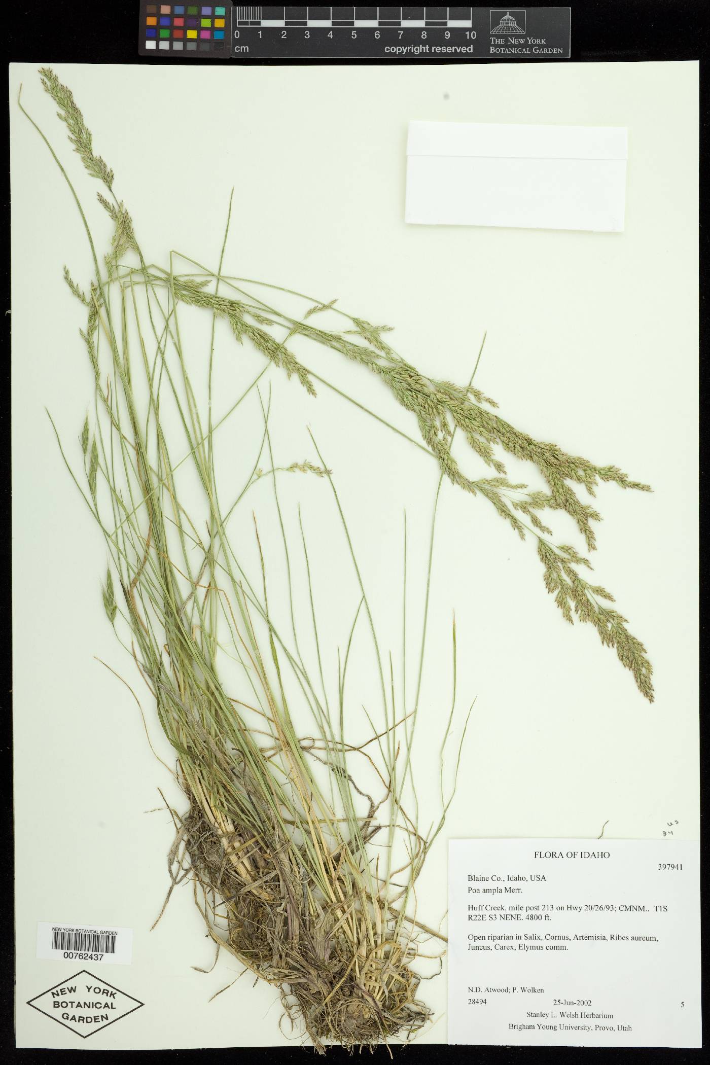 Poa secunda var. ampla image