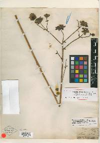 Silphium compositum image