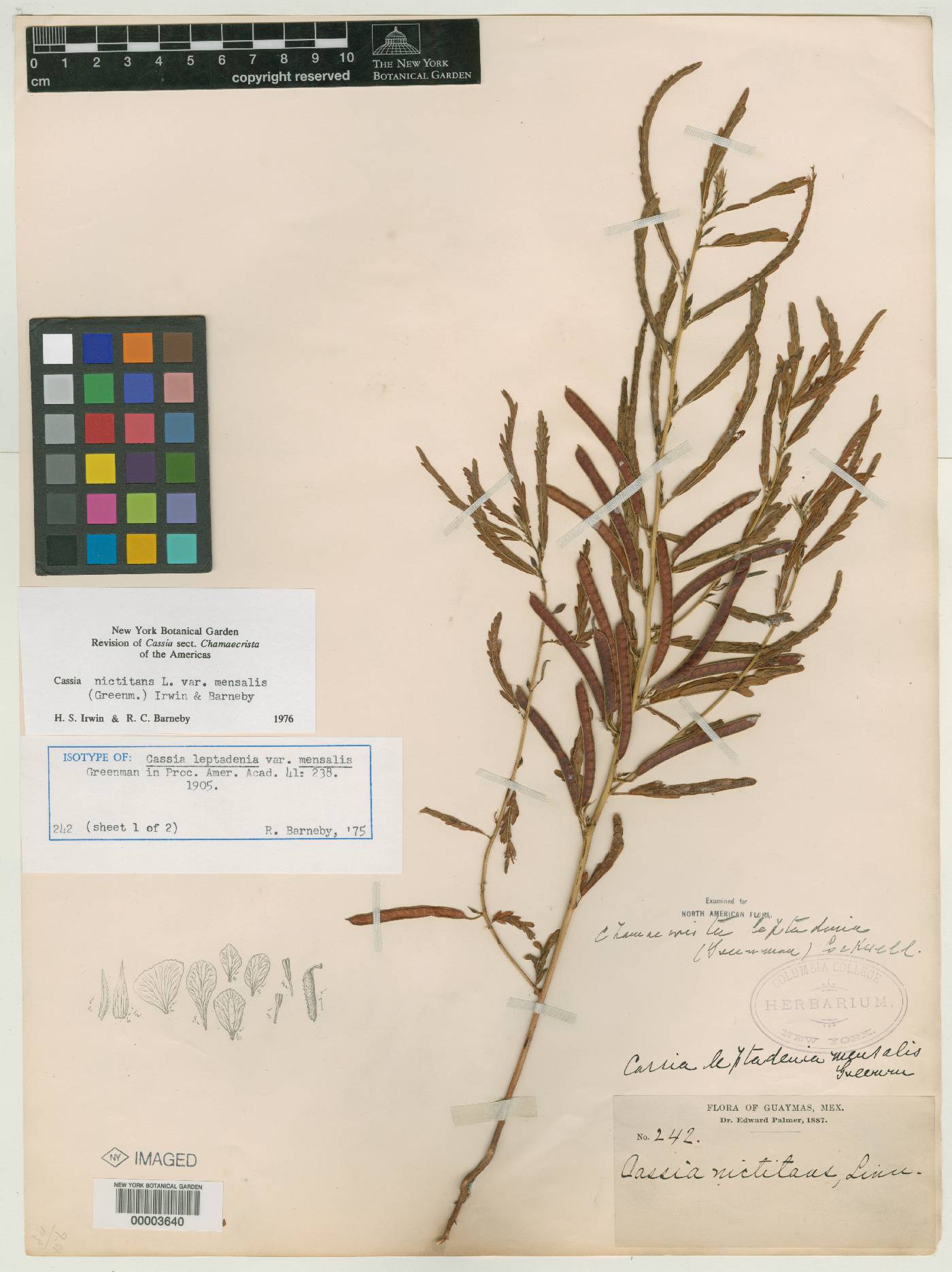 Chamaecrista nictitans var. mensalis image