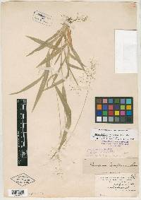 Panicum laxiflorum image