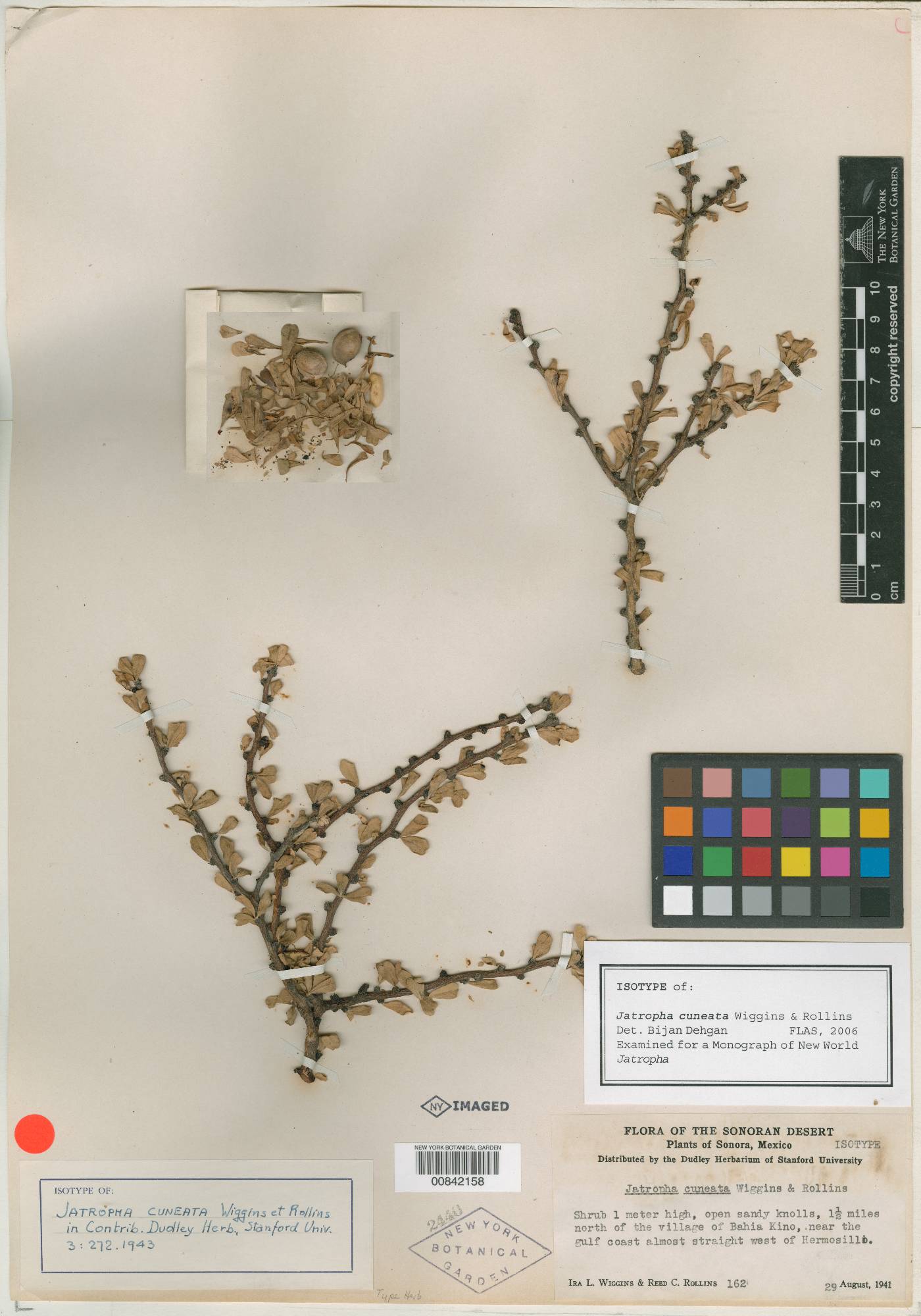 Jatropha cuneata image