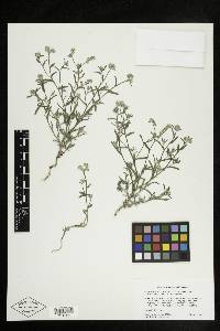 Cryptantha pterocarya image