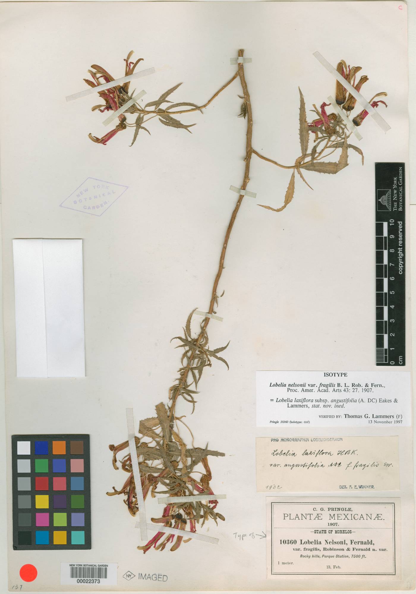 Lobelia laxiflora subsp. angustifolia image