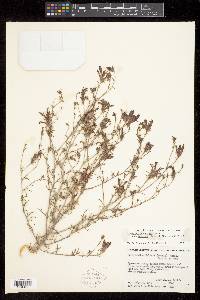 Cordylanthus kingii var. helleri image