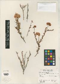 Eriogonum fasciculatum var. emphereium image