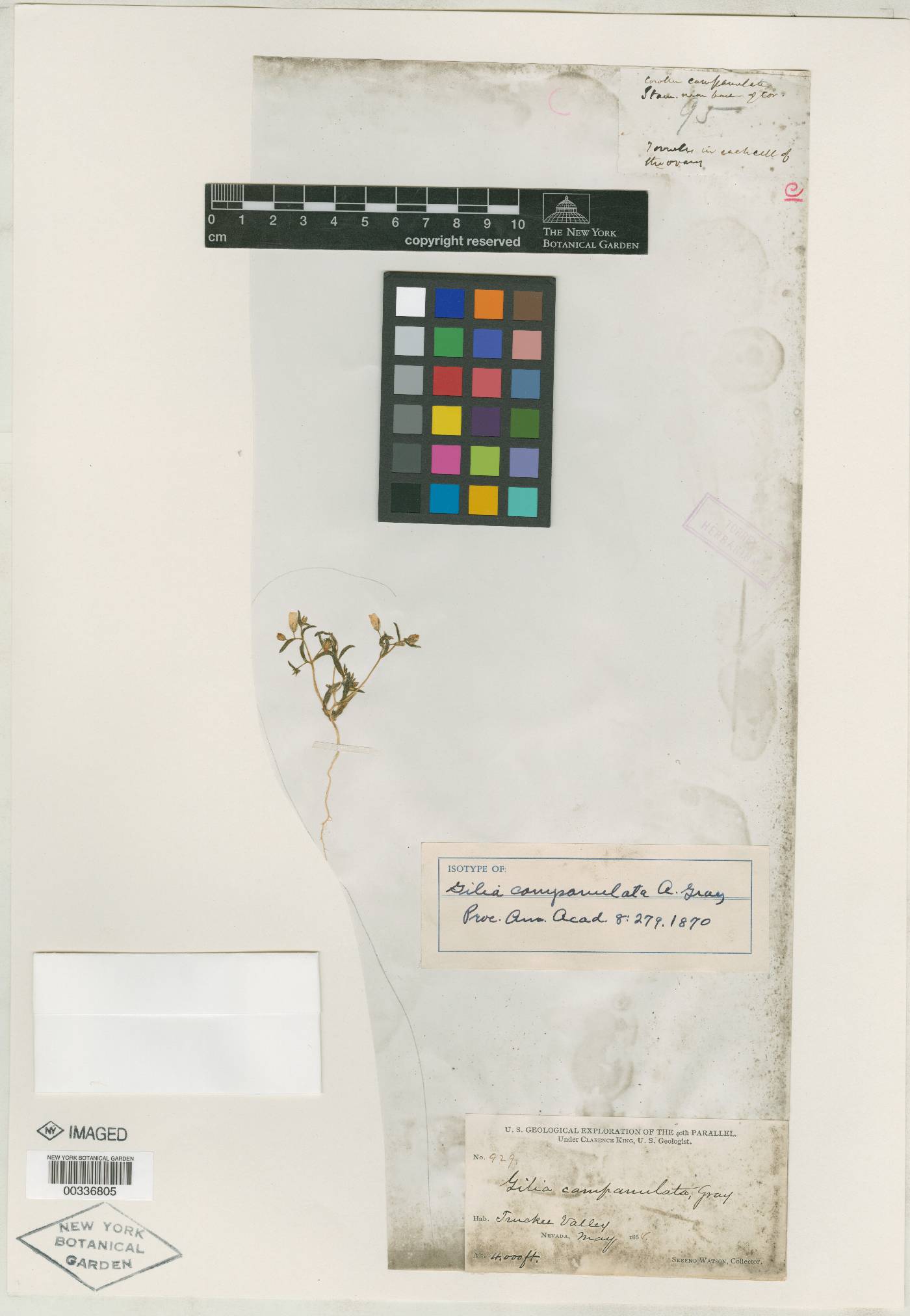 Gilia campanulata image
