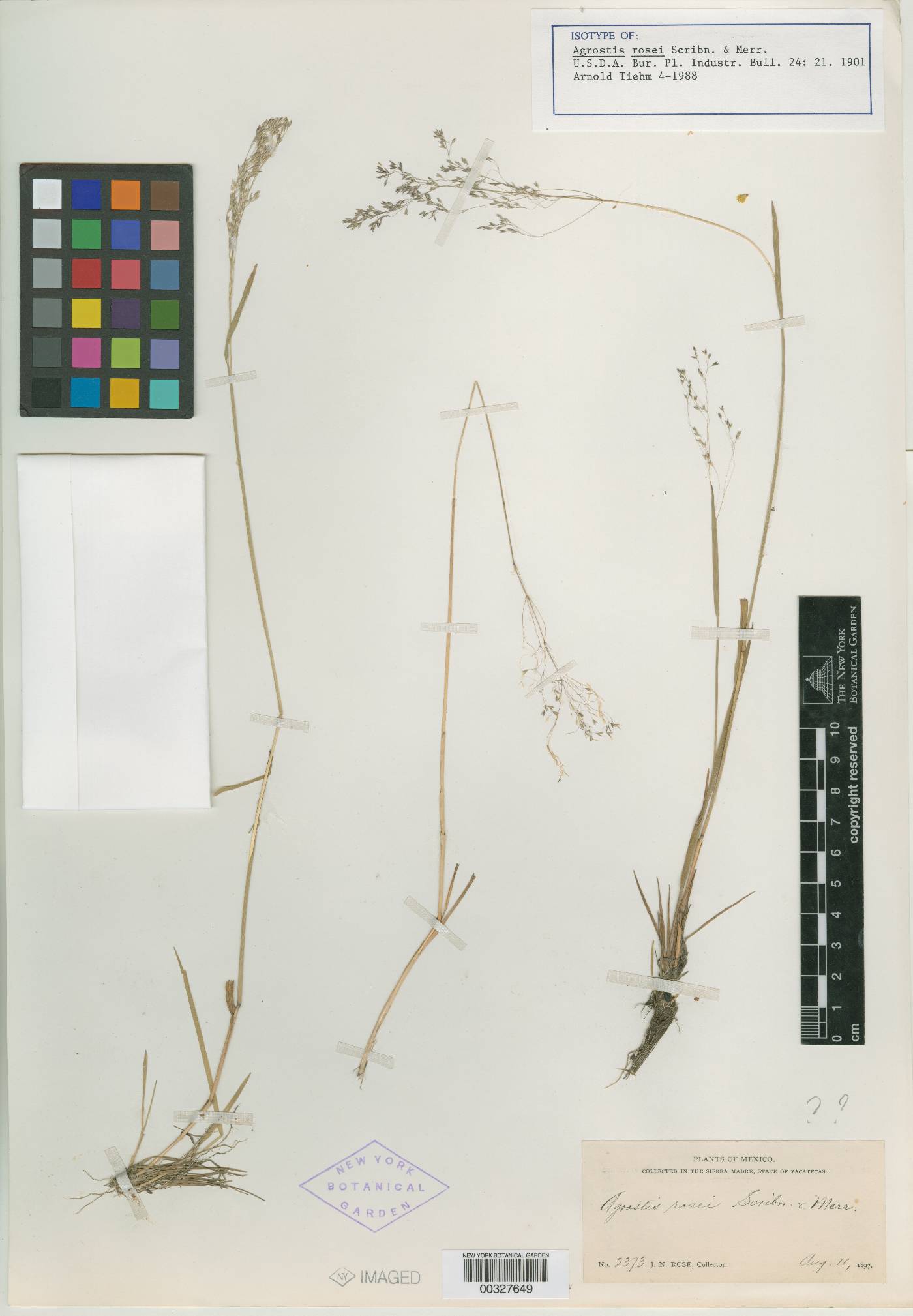 Agrostis rosei image