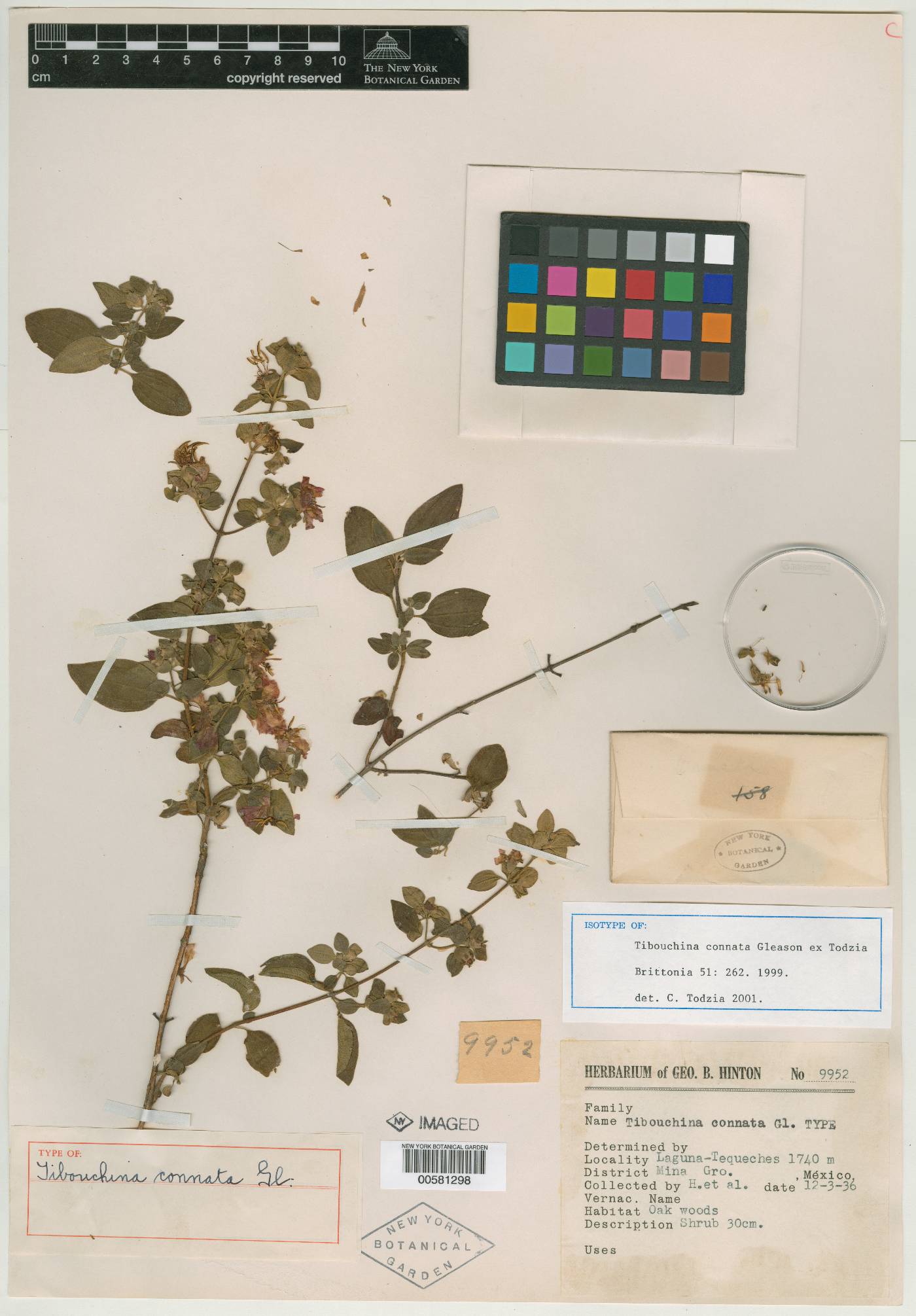 Tibouchina connata image