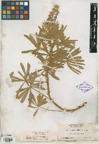 Lupinus mollis image