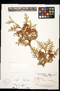 Thuja occidentalis image