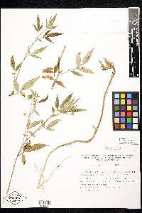 Solanum trifidum image