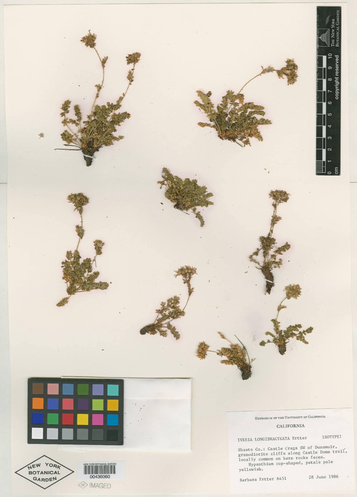 Ivesia longibracteata image