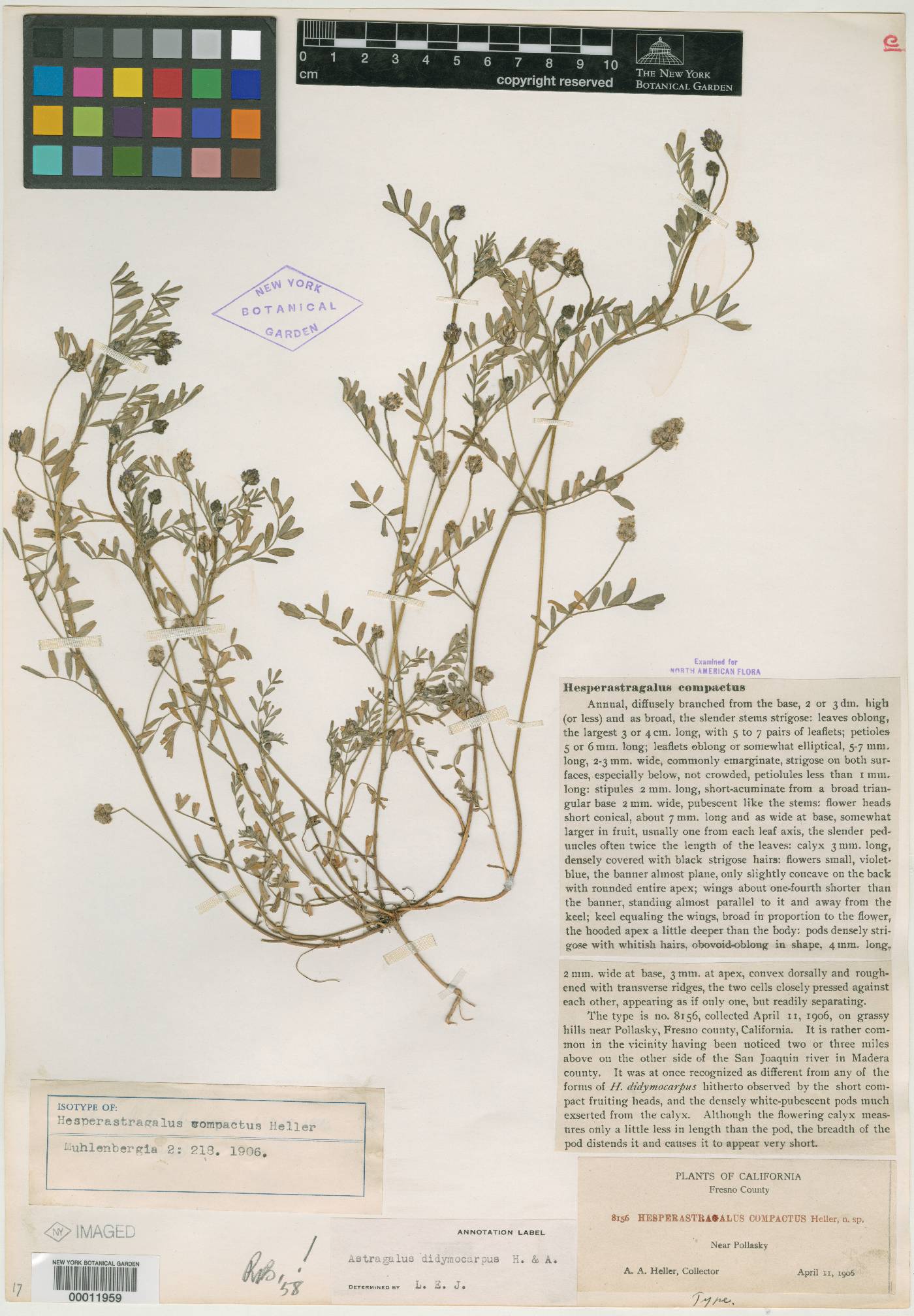 Hesperastragalus compactus image