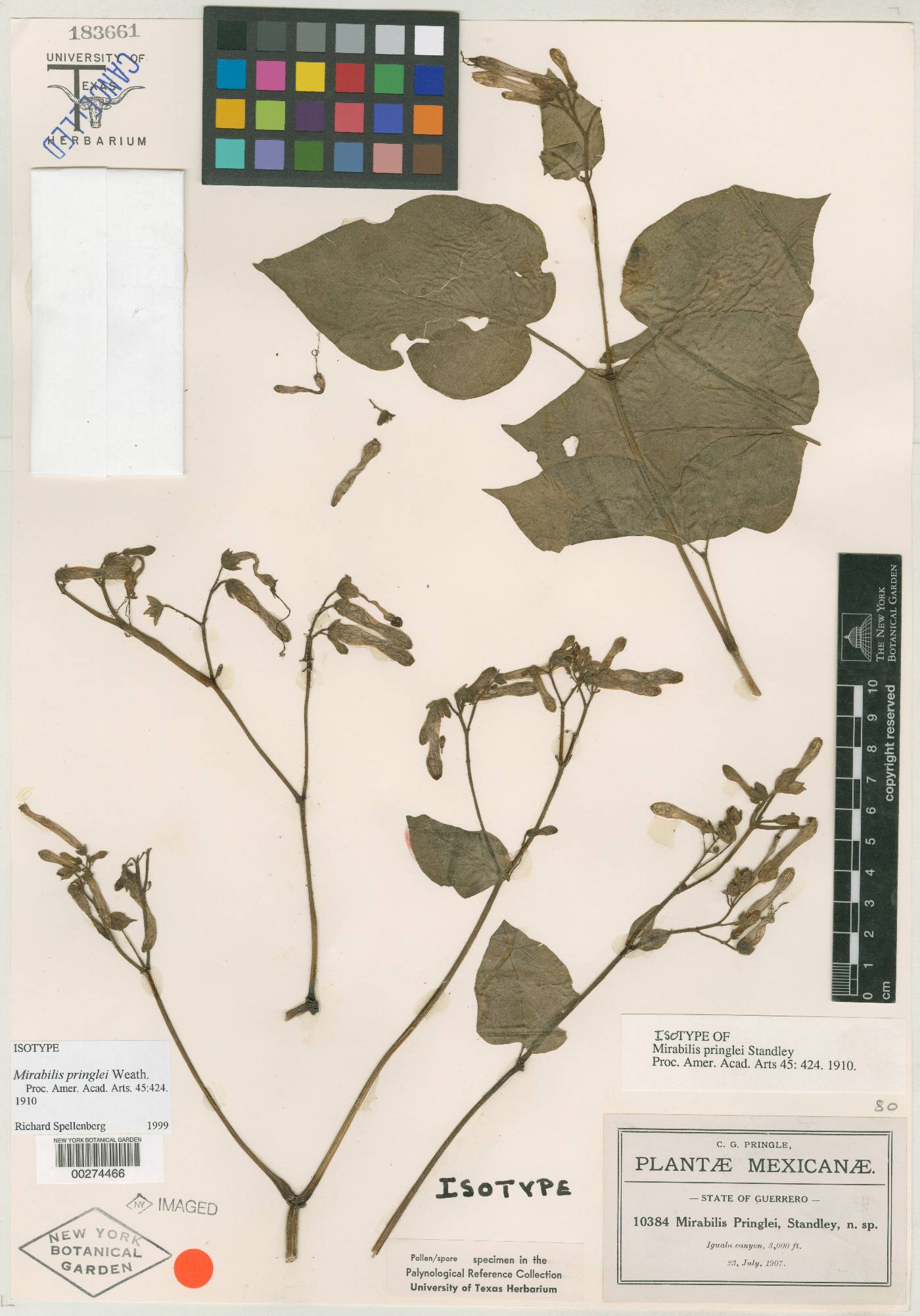 Mirabilis pringlei image