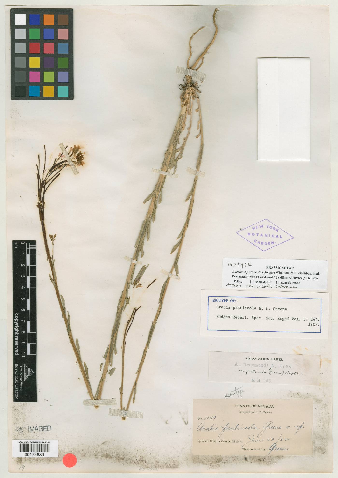 Arabis pratincola image