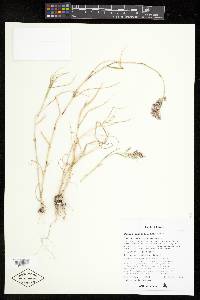 Cottea pappophoroides image