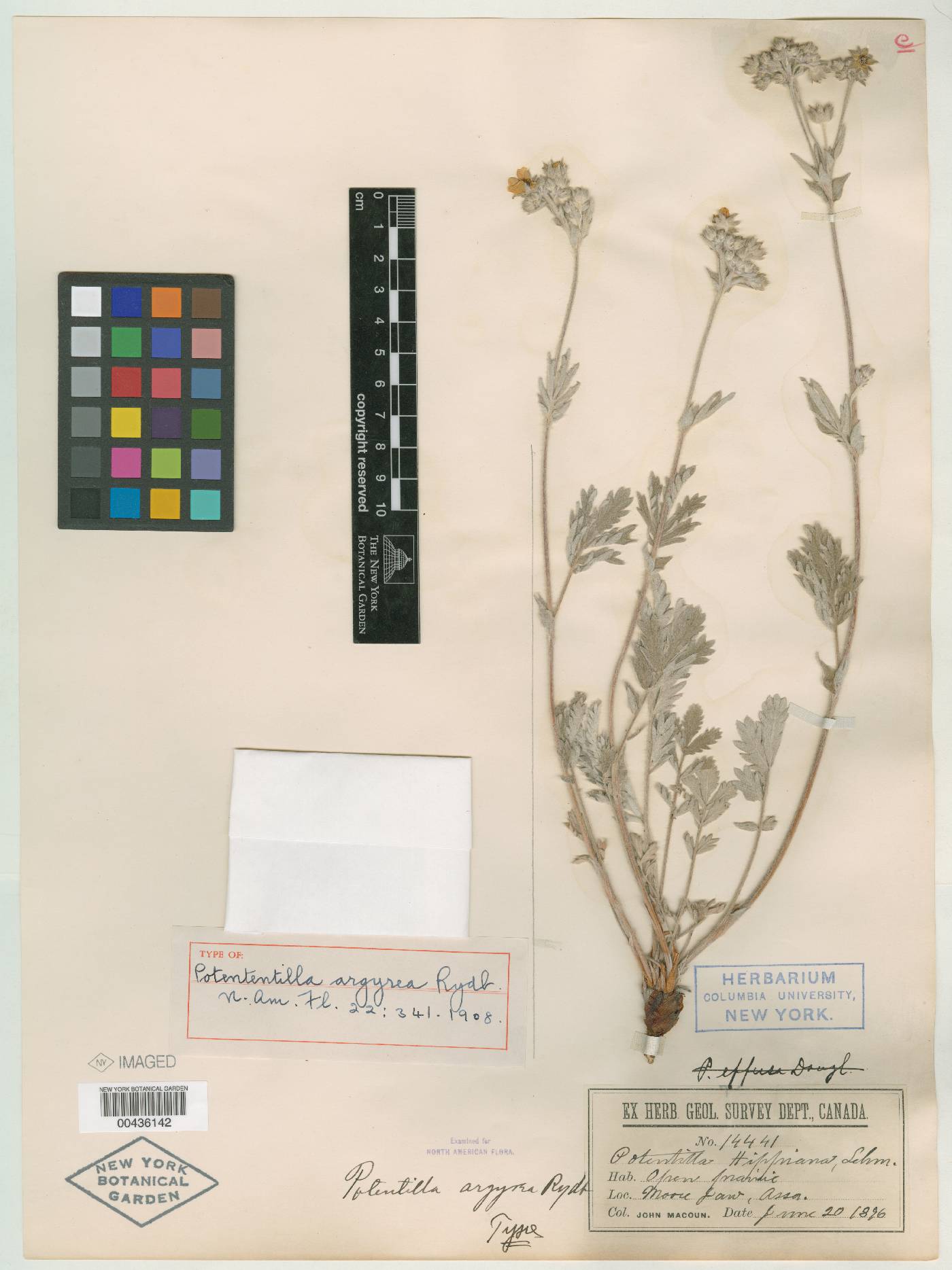 Potentilla argyrea image