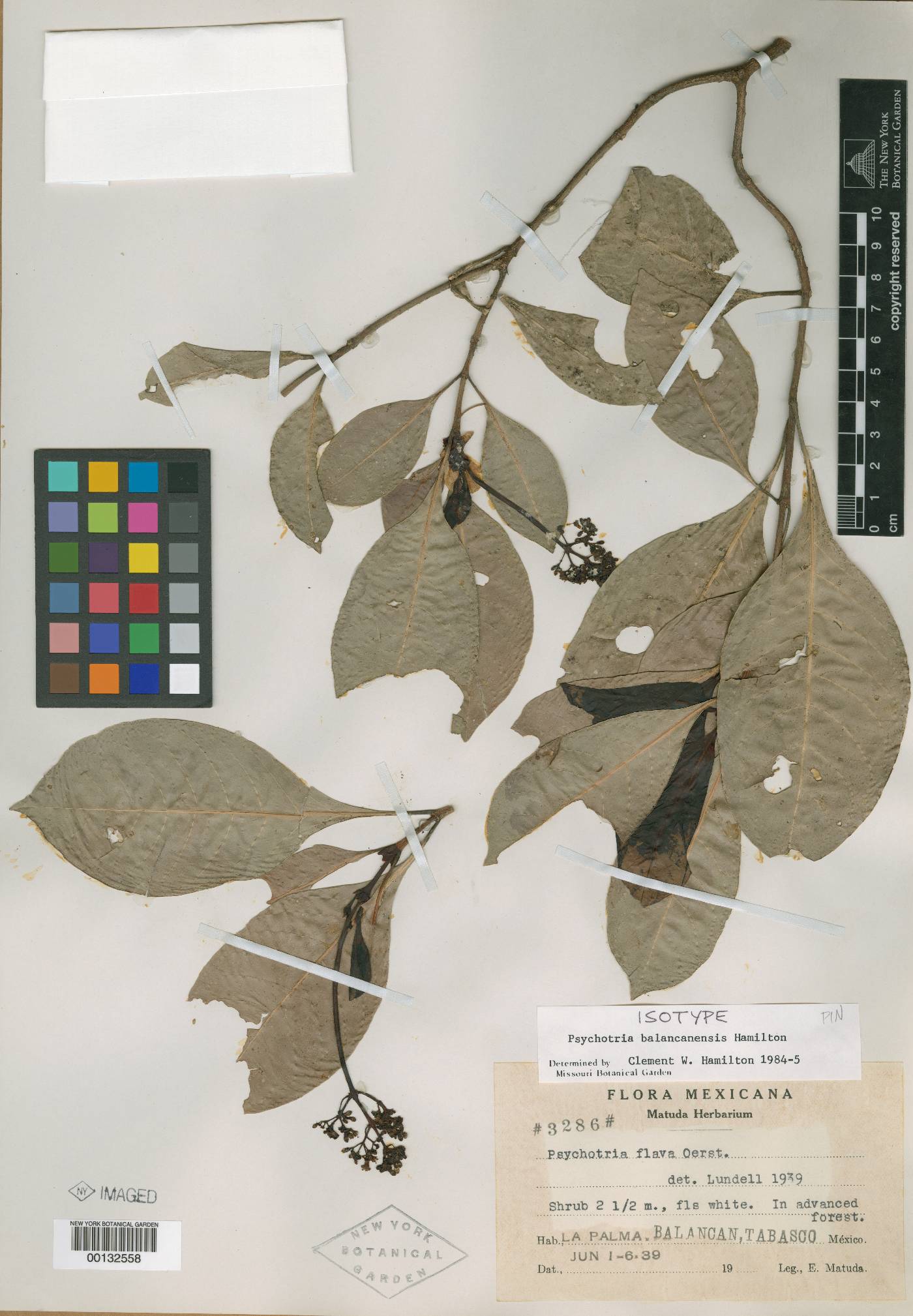 Psychotria balancanensis image