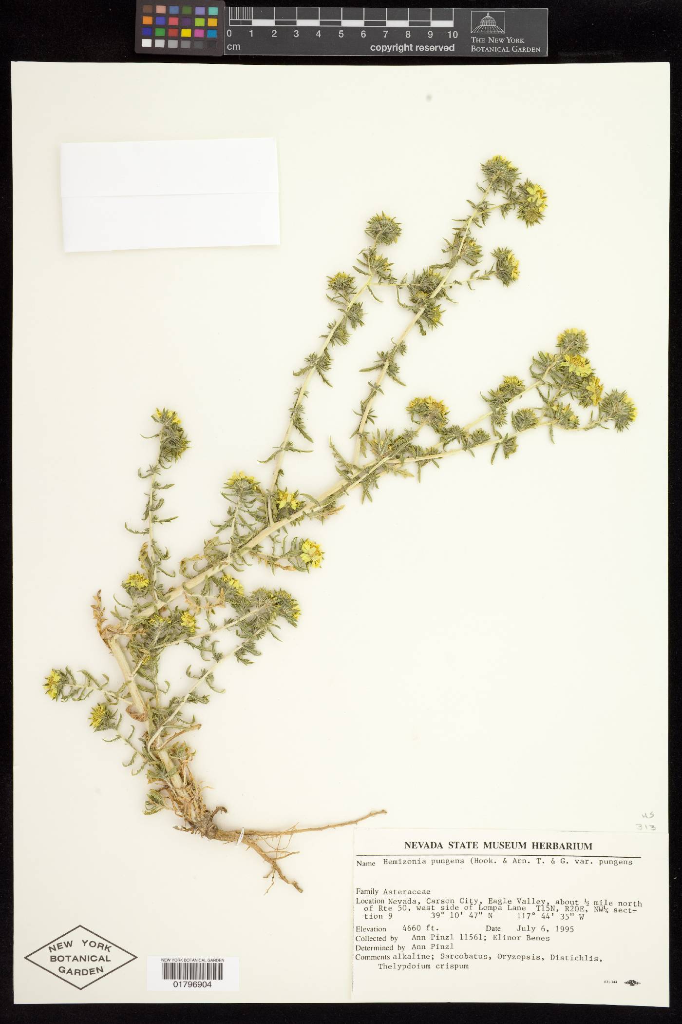 Hemizonia pungens subsp. maritima image