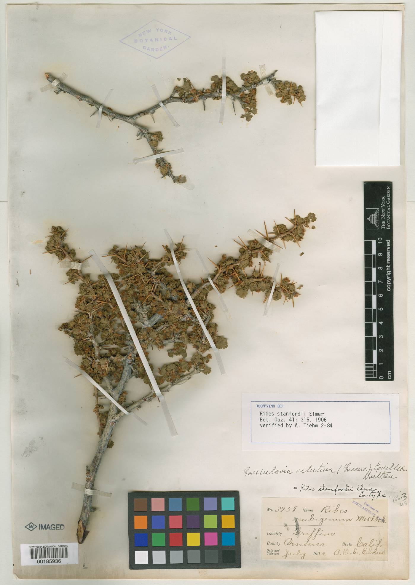 Ribes stanfordii image
