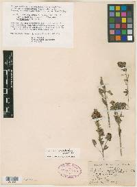 Lespedeza angustifolia image