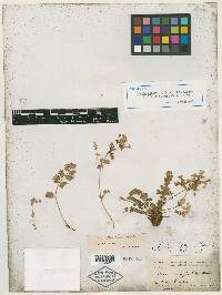 Ivesia baileyi image