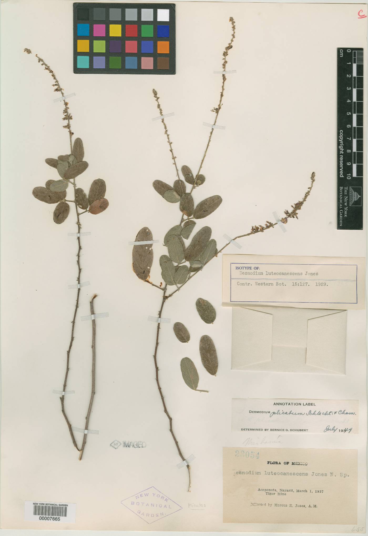 Desmodium cinereum image