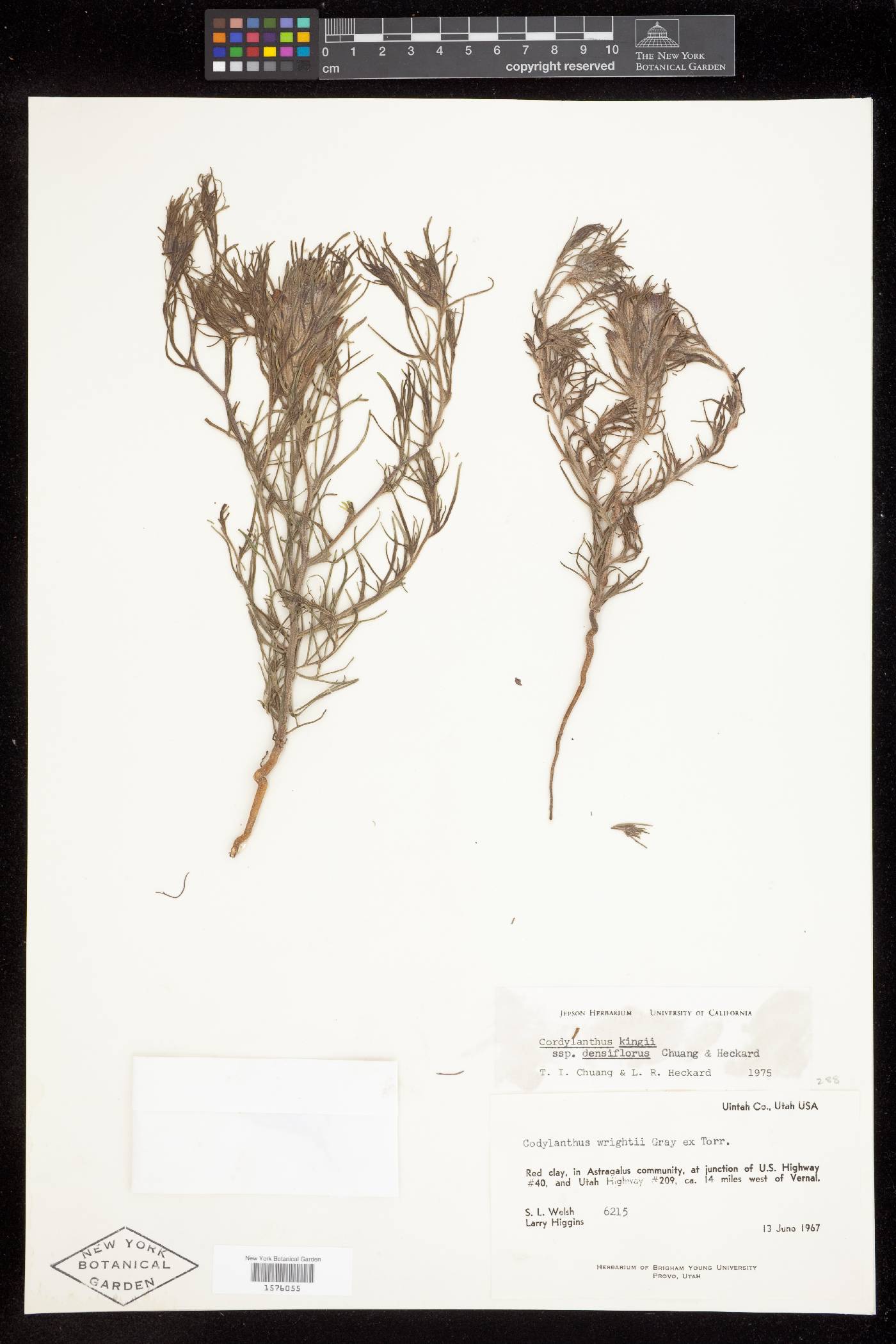 Cordylanthus kingii var. densiflorus image