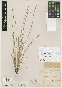 Sisyrinchium campestre image