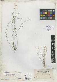 Polygala dolichocarpa image