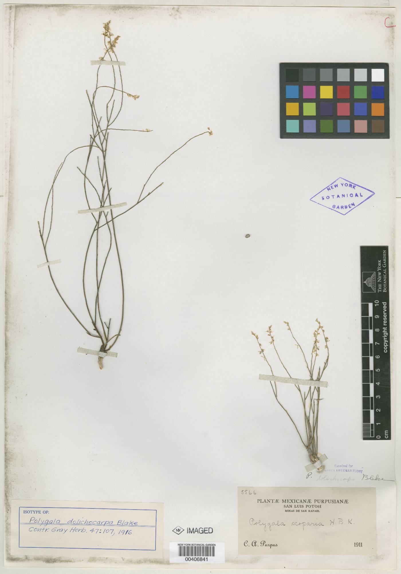 Polygala dolichocarpa image