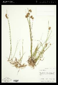 Juncus nodosus image