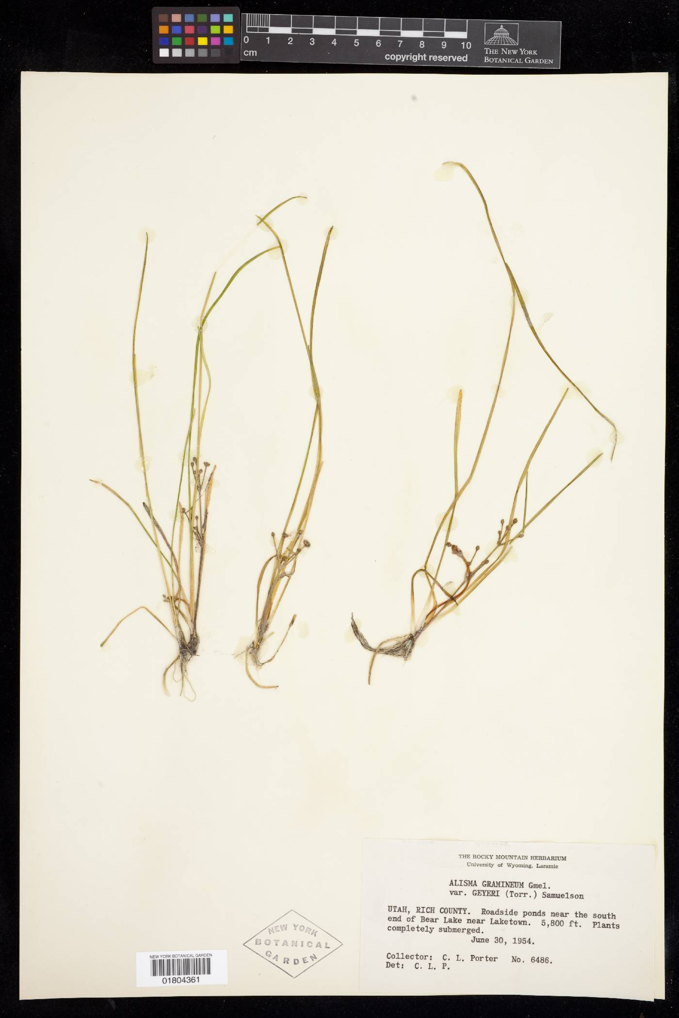 Alisma gramineum var. graminifolia image