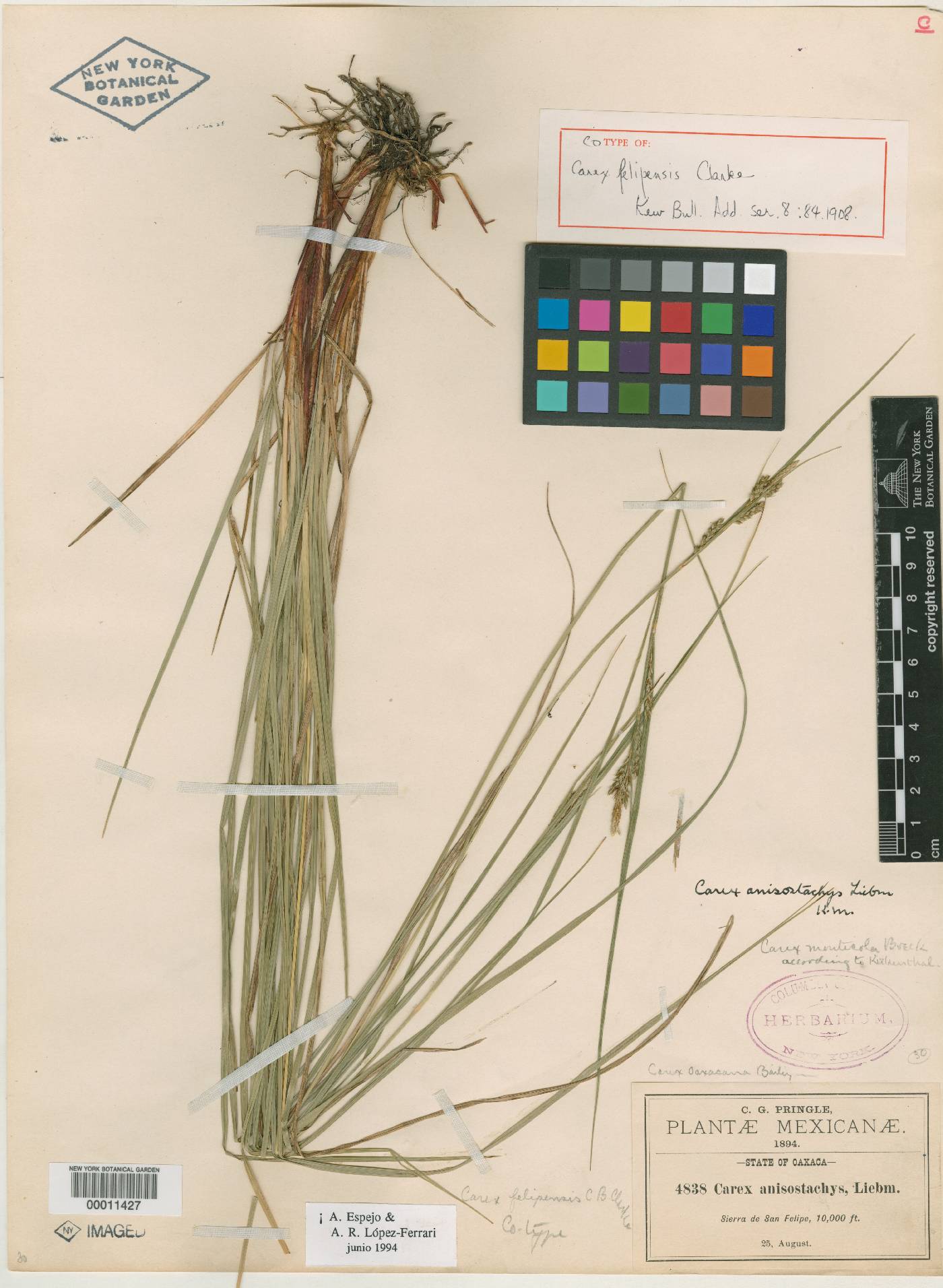 Carex anisostachys image